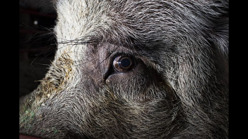 Big Mac is a 1,166-pound big boar champion.