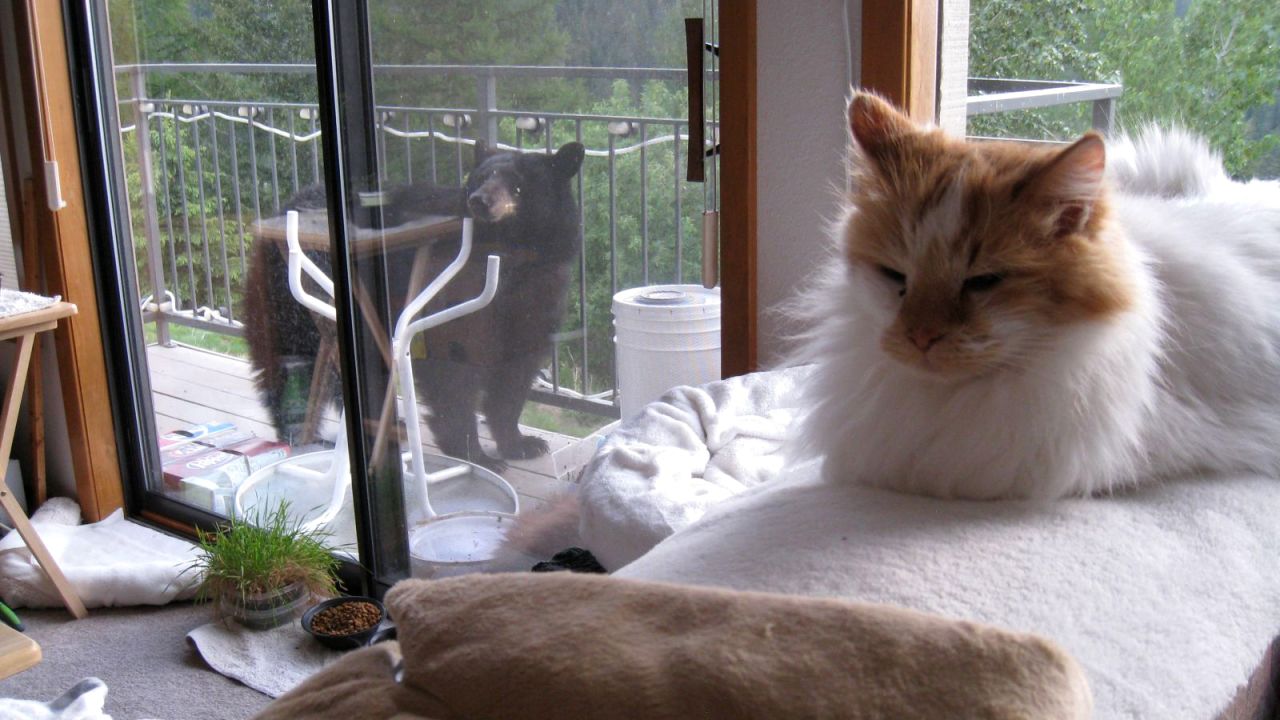 Harder's 11-year-old longhaired cat, Cujo, evidently was not fazed by the cub, either.