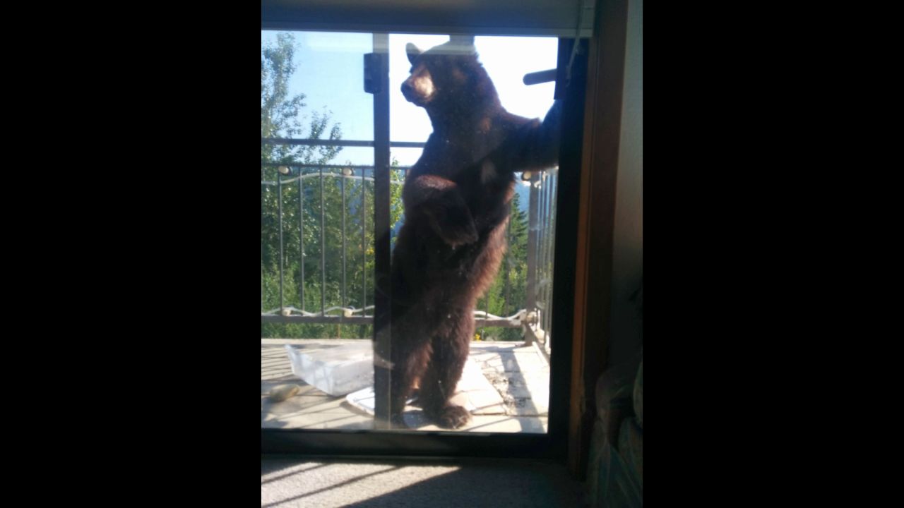 Harder believes the same bear cub came calling Thursday while he was home.