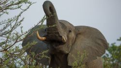 Zambia 2 elephant South Luangwa