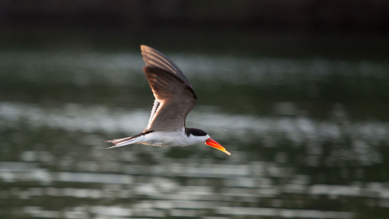 A rare African skimmer soars through Kafue, in the Lusaka region. The total population of skimmers is estimated to be fewer than 25,000. 