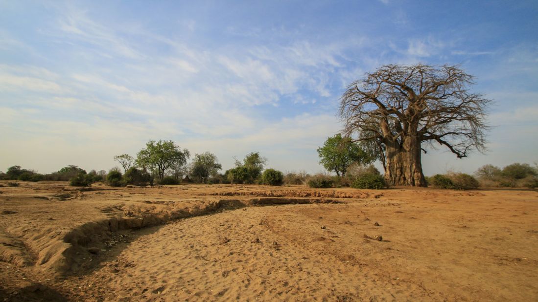 A baobab tree stands on the Lower Zambezi National Park. The park is a great place for tracking lions. 