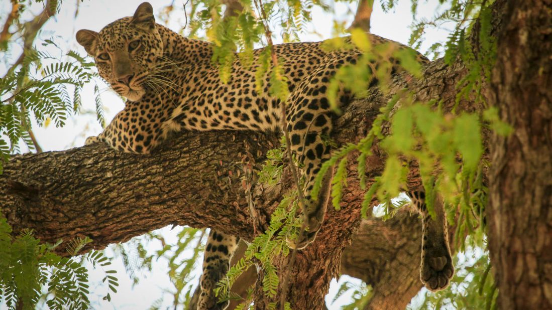 South Luangwa National Park has one of the highest density of big game anywhere in Africa, and is a famous destination for leopard sightings. 