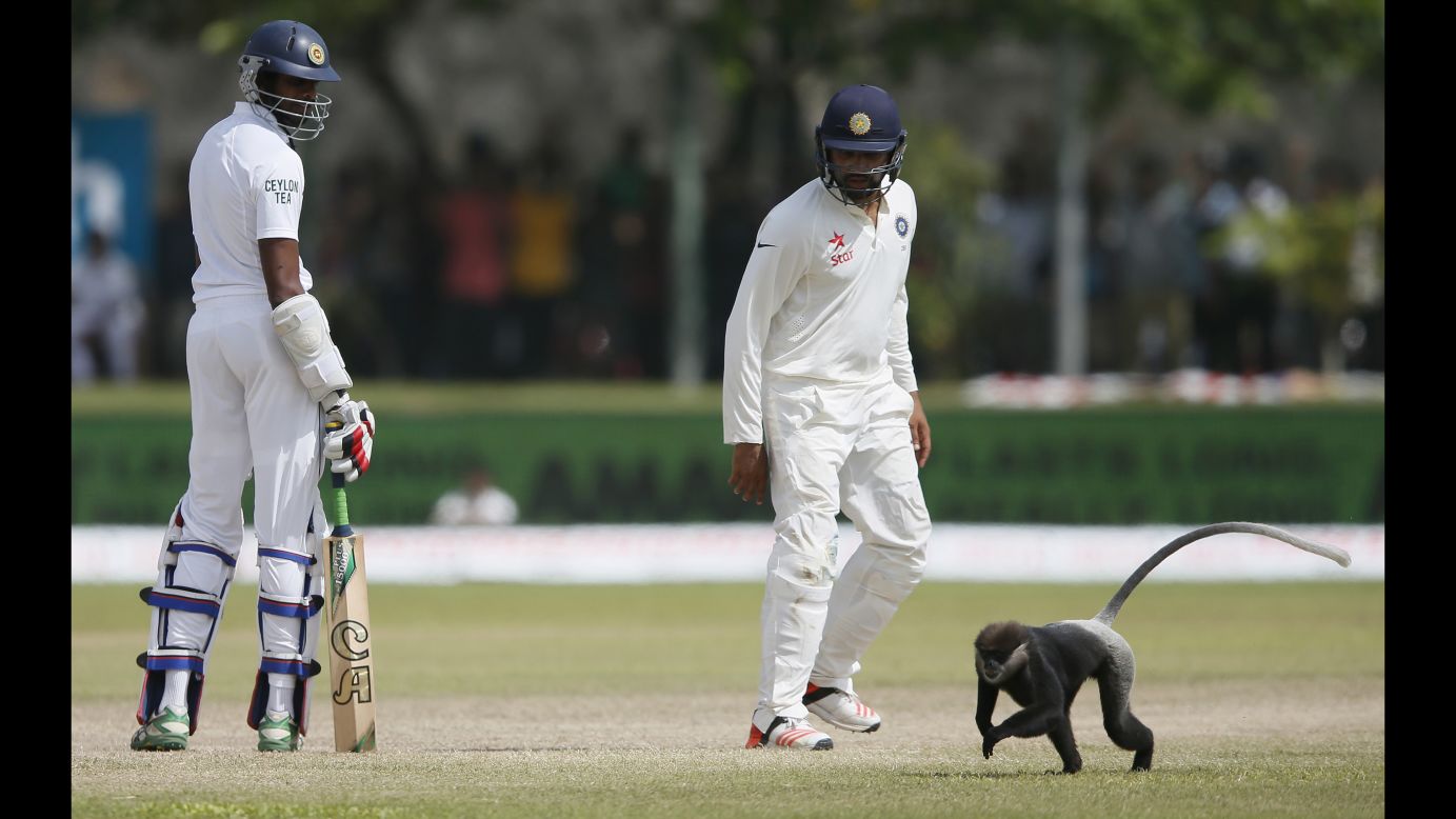 Sri Lanka's Jehan Mubarak, left, and India's Rohit Sharma watch as a monkey runs past them during a cricket match in Galle, Sri Lanka, on Friday, August 14.