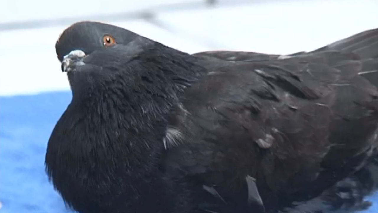 narco pigeon