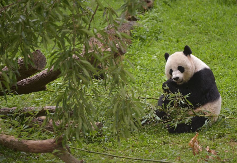 Mei Xiang, one of the National Zoo's giant pandas, gave birth to twin cubs on August 22, 2015.