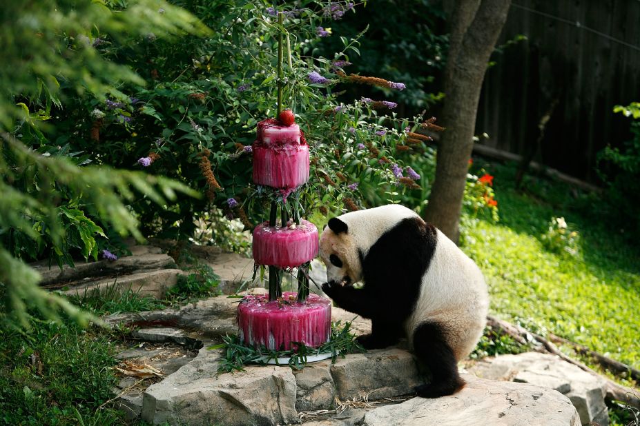 Tai Shan checks out his fourth birthday cake on July 9, 2009, at the National Zoo in Washington.