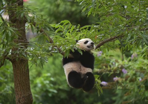 Mei Xiang's second surviving cub was born on August 23, 2013. Bao Bao's a year old here and making the most of her climbing skills.
