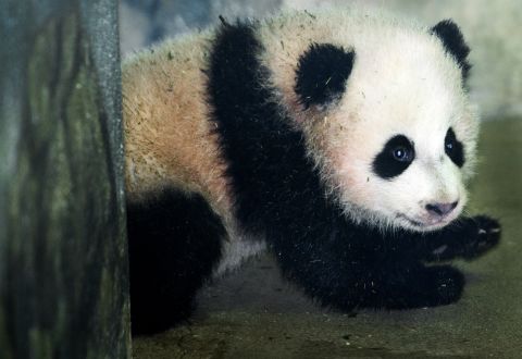 Bao Bao is pictured on January 6, 2014.