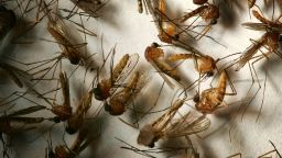 A field sample of mosquitoes that could carry West Nile Virus is seen at offices of the Riverside County Department of Environmental Health on April 26, 2007, in Hemet, California. 