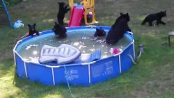 bear family in kiddie pool pkg_00000921.jpg