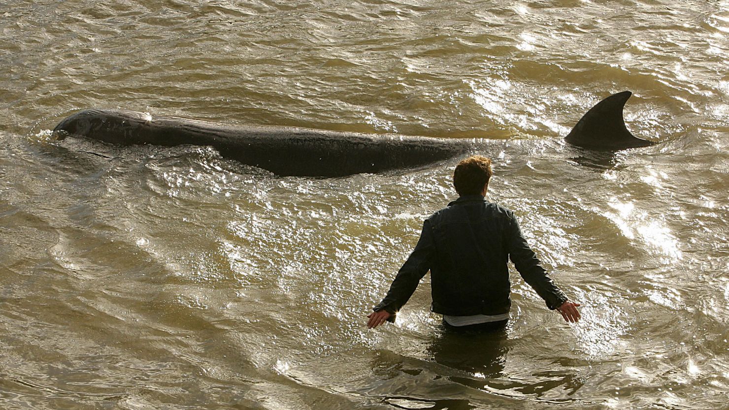 A northern bottle-nose whale swims along the banks of the River Thames in London in 2006.