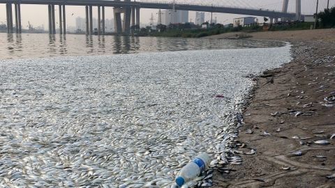 A large number of dead fish found in the city's Haihe River are stoking fears that contamination has spread.