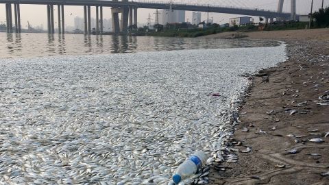 A large number of dead fish found in the city's Haihe River are stoking fears that contamination has spread. 