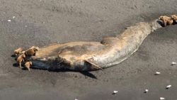 alaska whale deaths