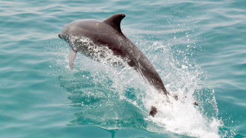 tunisia dolphin