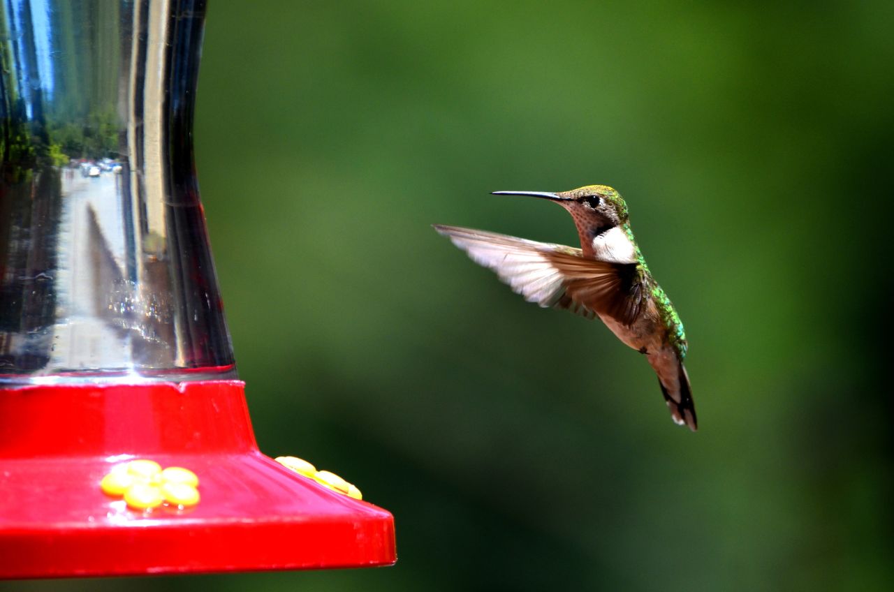 A hummingbird goes in for a snack.