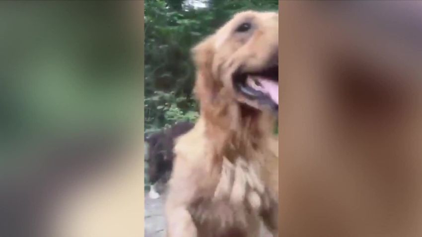 dog rescues turkey mueller pkg_00014913.jpg