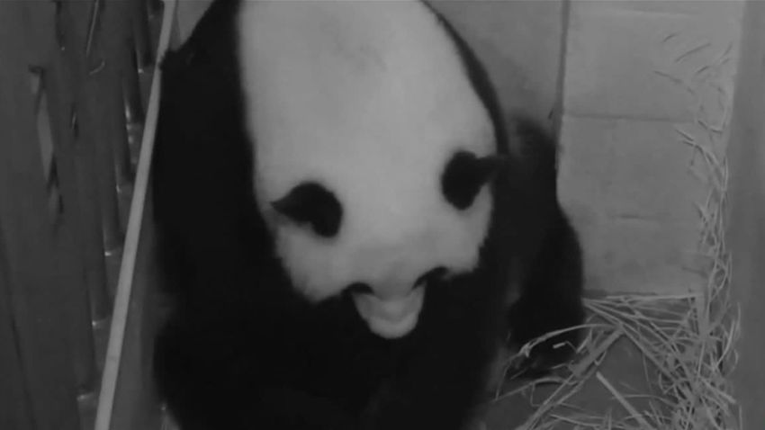 giant panda mei xiang gives birth to cub _00002805.jpg