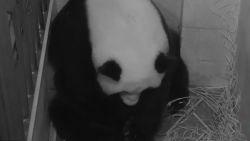 giant panda mei xiang gives birth to cub _00005216.jpg