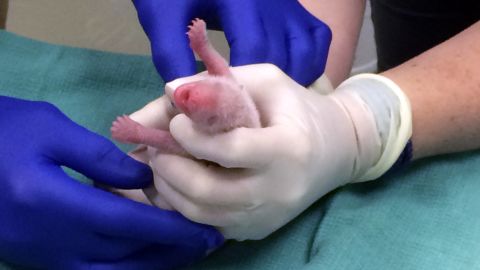 Mei Xiang gave birth to her third surviving cub Saturday evening. No name yet for the new panda cub. 