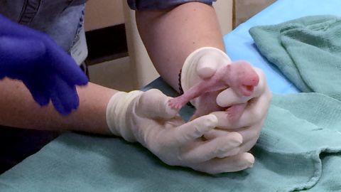 Surprise! Hours later, Mei Xiang's water broke again and she delivered another cub. 