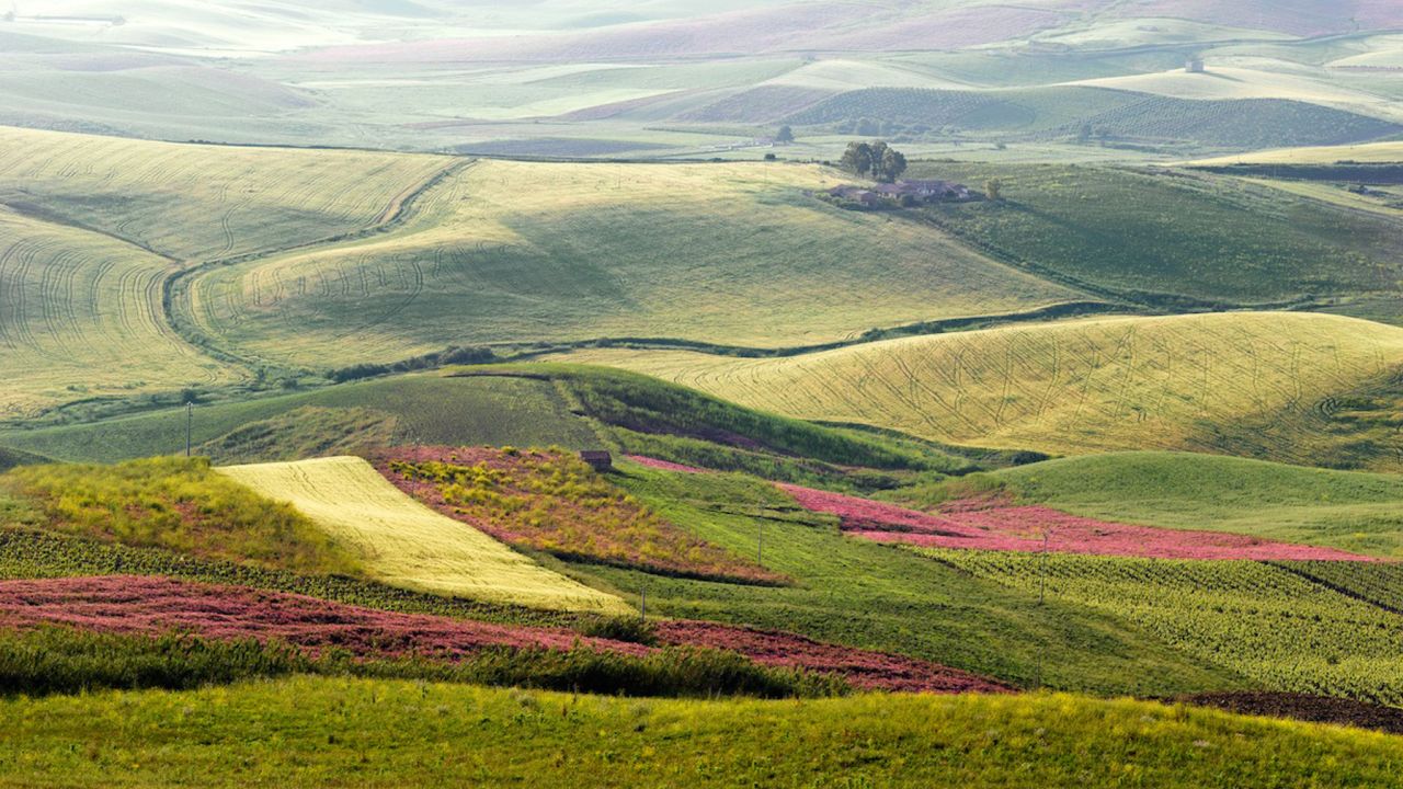 In Sicily, the vines are old, the buzz is new.