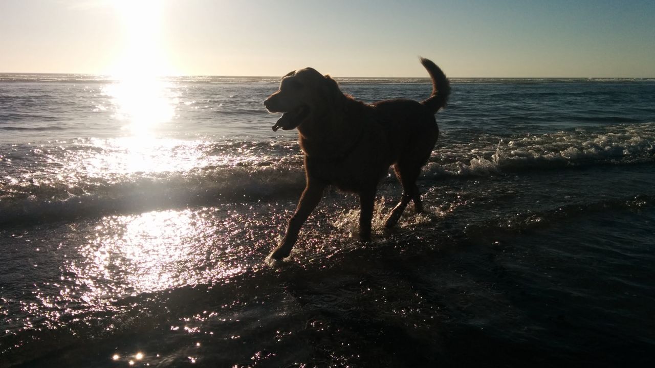 Dood's diagnosis spurred Williams' family to bring him out to Oregon from Utah for the wedding and to see the ocean for the first time. Here, Dood enjoys the beach in Manzanita, Oregon.