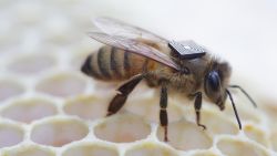 honey bee backpack