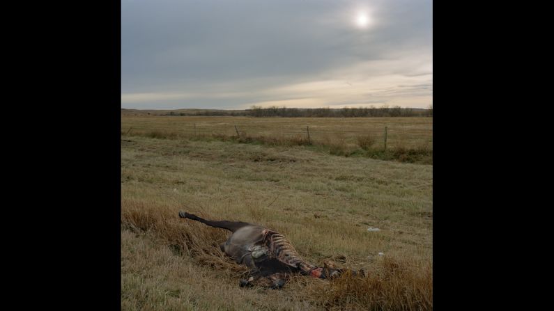 A carcass on the side of the road in Pine Ridge, South Dakota