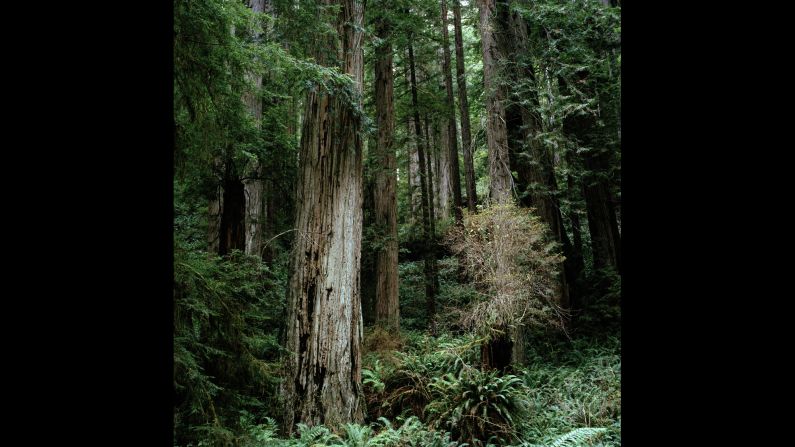 California's famous Redwoods