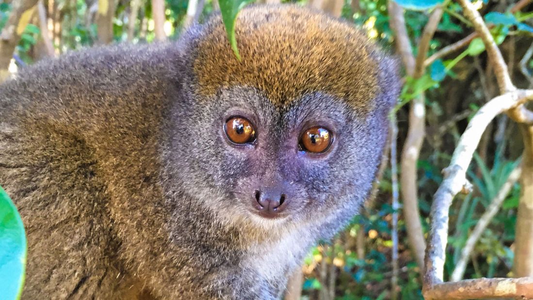Lemurs are thought to be the most threatened mammal group in the world, with most species facing extinction. 
