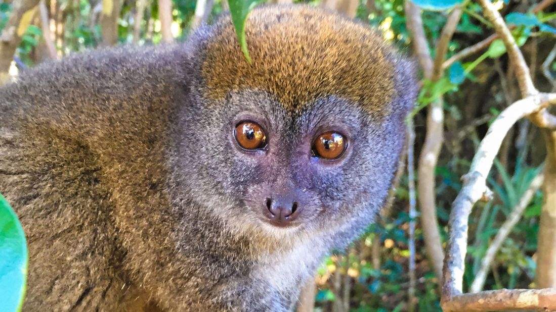 Wild Cam: TWS Members Find What's Eating Lemurs in Madagascar - The Wildlife Society