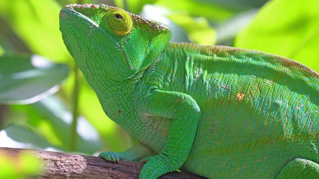 Almost half of the world's chameleon species live on Madagascar. Like the lemur, their habitat is threatened by deforestation. 