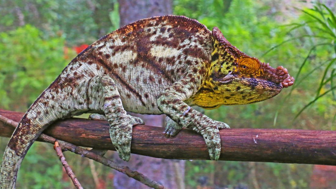 Chameleons are famed for their ability to change color to blend in with their surroundings. This helps them to evade predators. 