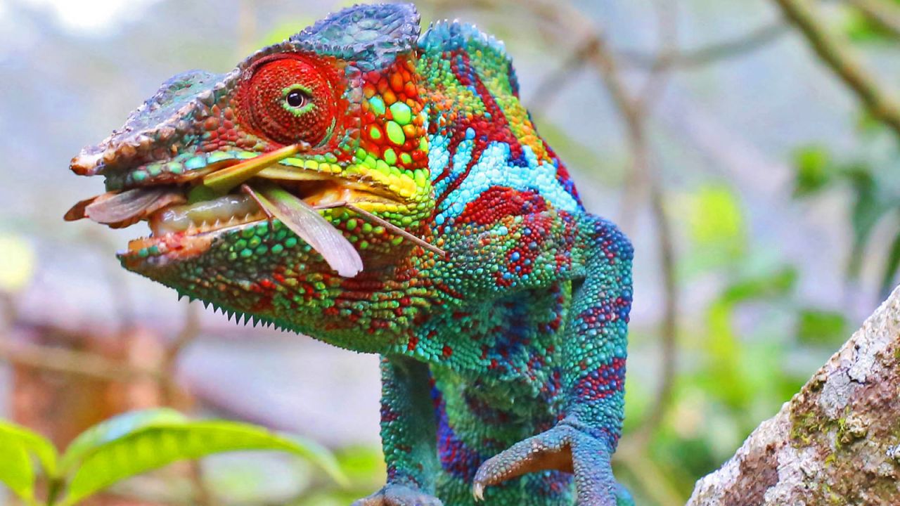 Madagascar's chameleons are also threatened by loss of habitat.