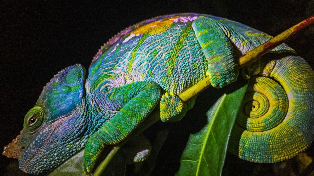 Madagascar broke off from mainland Africa around 150 million years ago and the island was cast adrift in the Indian Ocean. Isolation proved fertile breeding ground for evolution. 