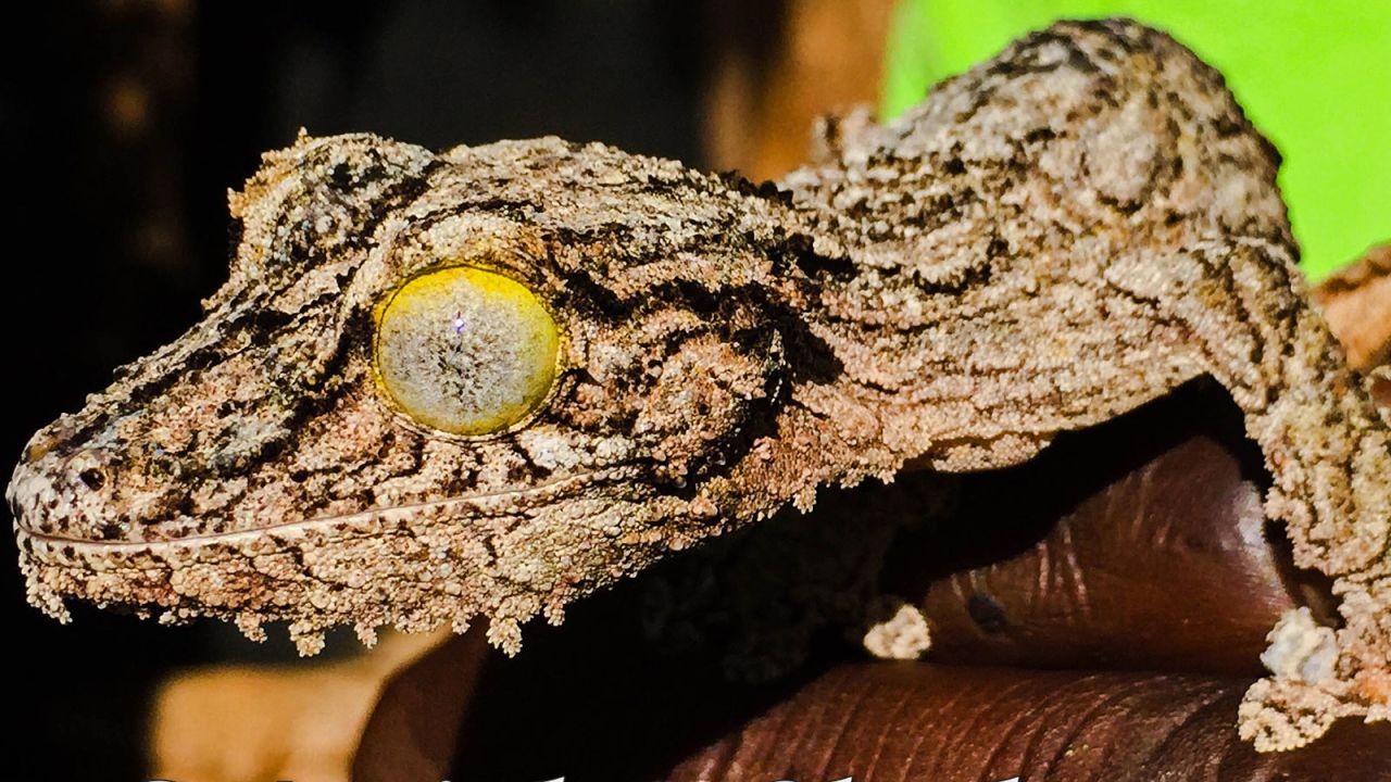 The mossy leaf-tailed gecko is endemic to Madagascar. It can also change its skin color to match its environment. 
