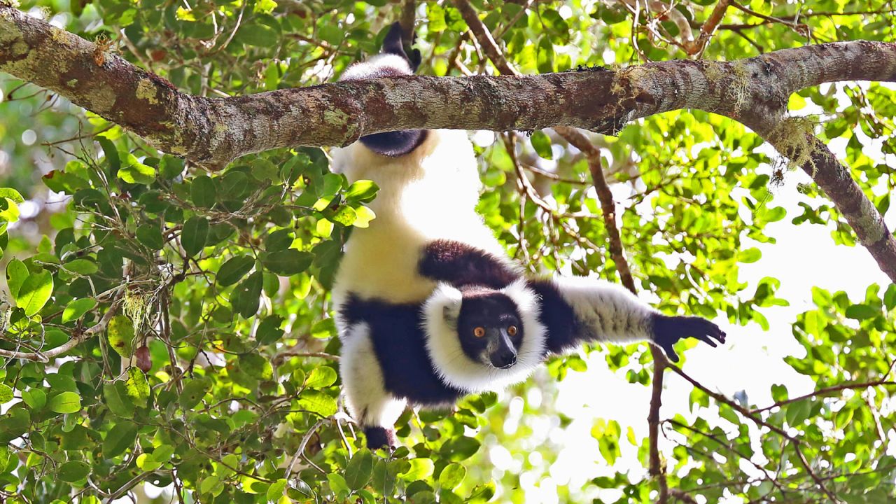 After 93 lemur species were put on critical, endangered or vulnerable watch lists in 2013, conservation experts drew up a three-year emergency plan requiring $7.6 million.