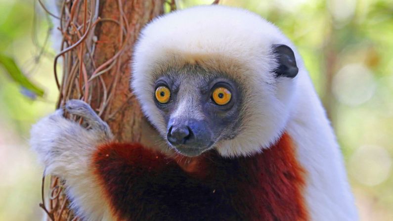 There are 107 known species and subspecies of lemur in Madagascar, including the Coquerel's sifaka (pictured). Tracking them is a thrilling adventure through a landscape of vast contrasts and changing climates. 