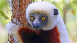 Madagascar 9 Lemur Coquerel's Sifaka