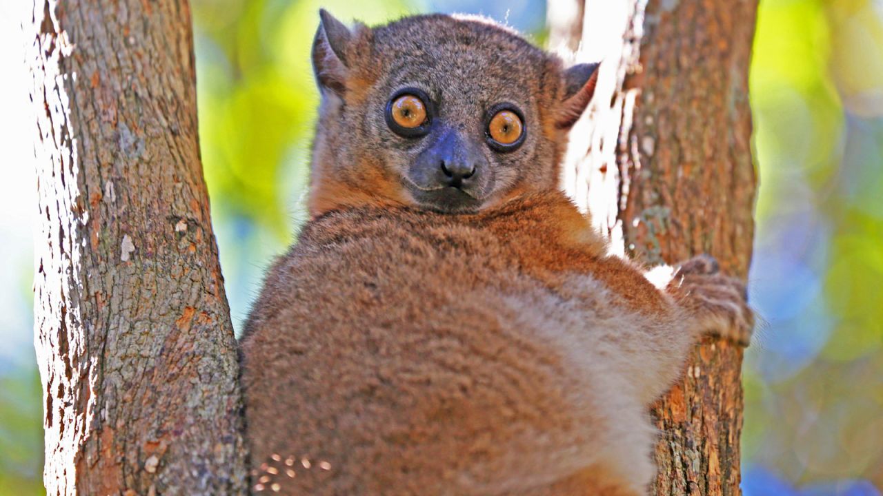 Some species are teetering right on the brink. The northern sportive lemur is believed to be down to just 60 animals. 