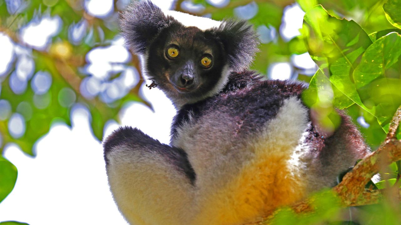 Indri are the largest living species of lemur. The creature's Malagasy name is "babakoto," meaning "ancestor" or "father."
