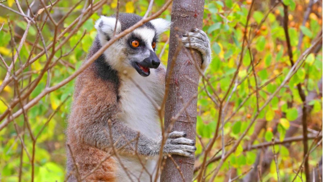 The ring-tailed lemur is the most recognizable species, due to its distinctive black and white ringed tail. 
