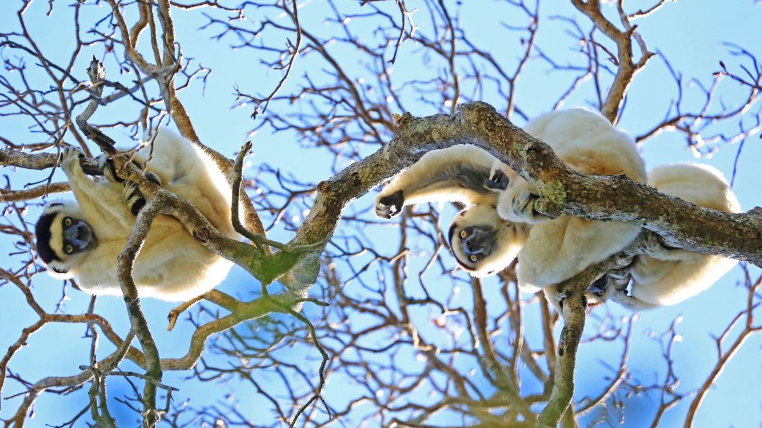 Lemurs inhabit lush tropical rainforests, spiny dry forests, semi-arid desert canyons and cool central highlands. However, their habitat is under threat due to deforestation. 