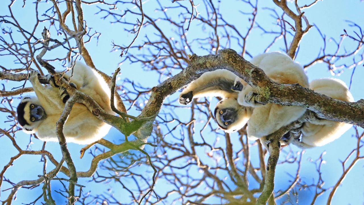 Verreaux's sifaka lemurs are one of 8,000 species endemic to Madagascar. 