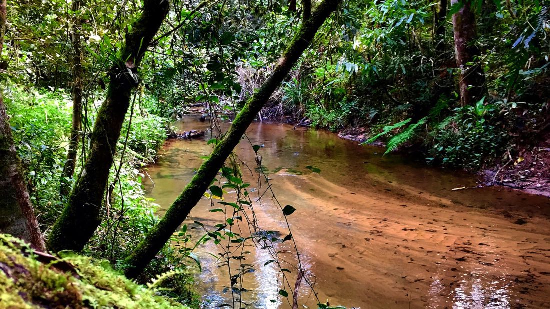 Andasibe-Mantadia National Park is home to 11 lemur species, but is most celebrated for its population of indri lemurs. 