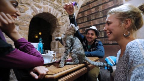 "Cat cafe" is among the words and phrases added to Oxford's online dictionary.