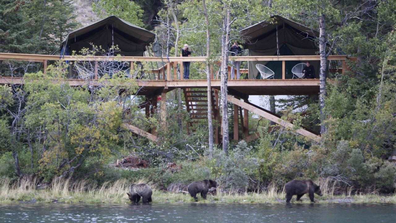 Grizzly bears are active in British Columbia in the fall.