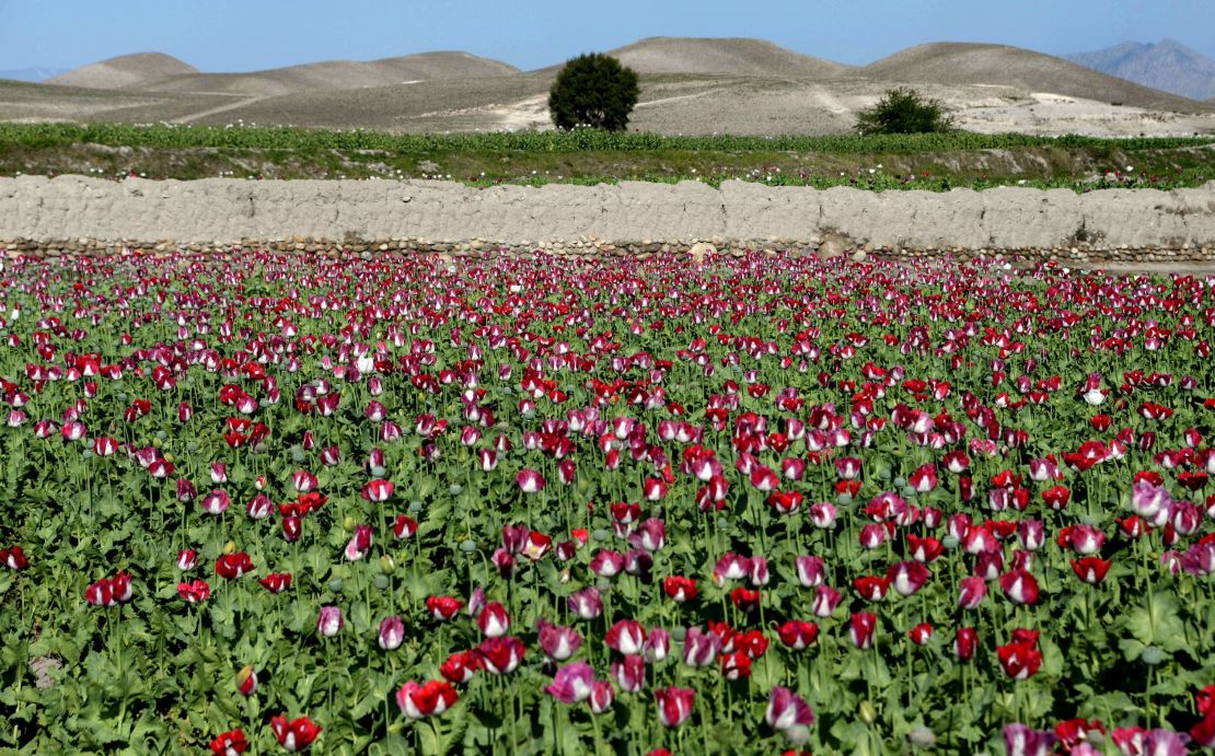 Poppies bloom in a field on the outskirts of Jalalabad, capital of Nangarhar province in 2014.